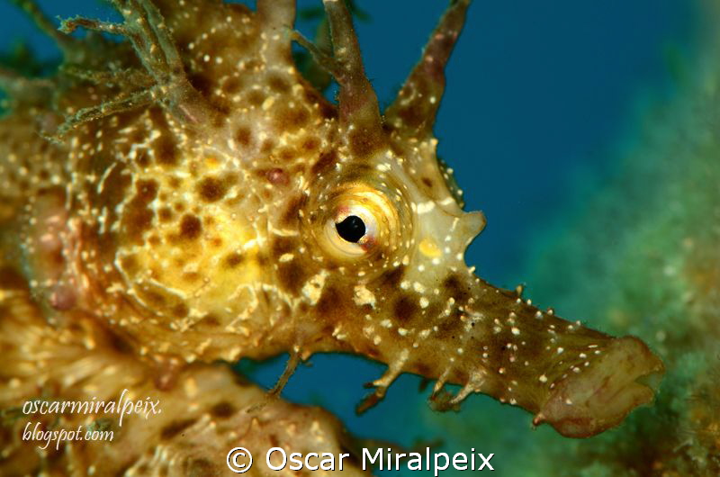 mediterranean seahorse by Oscar Miralpeix 