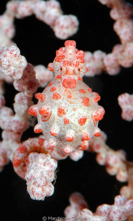 Pigmy sea horse :face to face
Nikon d800E, 105 micro, tw... by Marchione Giacomo 