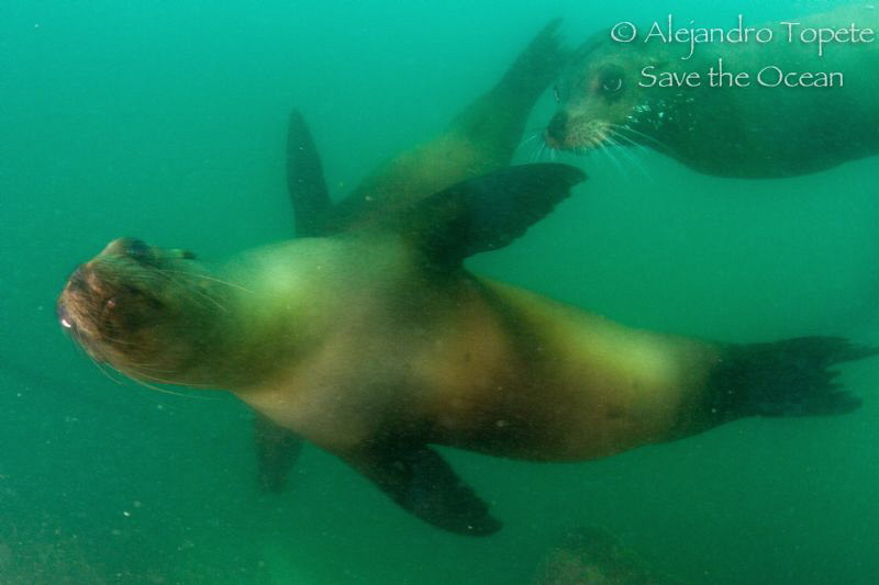 Sea Lions coming for the photo, Galapagos Ecuador by Alejandro Topete 
