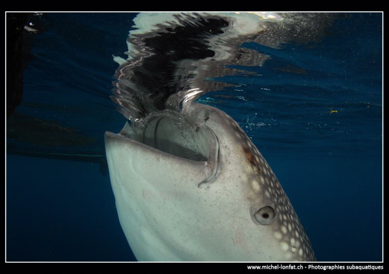Whale shark filtering water.... by Michel Lonfat 