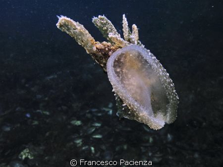 [:b:]The mouth[:/b:] - Melibe viridis by Francesco Pacienza 