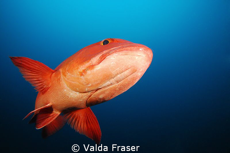 A huge bohar snapper giving me an ugly look. by Valda Fraser 