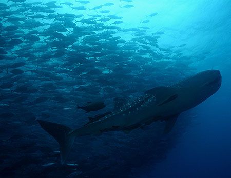 Whaleshark in school of bigeye jacks at Dirty Rock, Cocos... by Ofer Ketter 