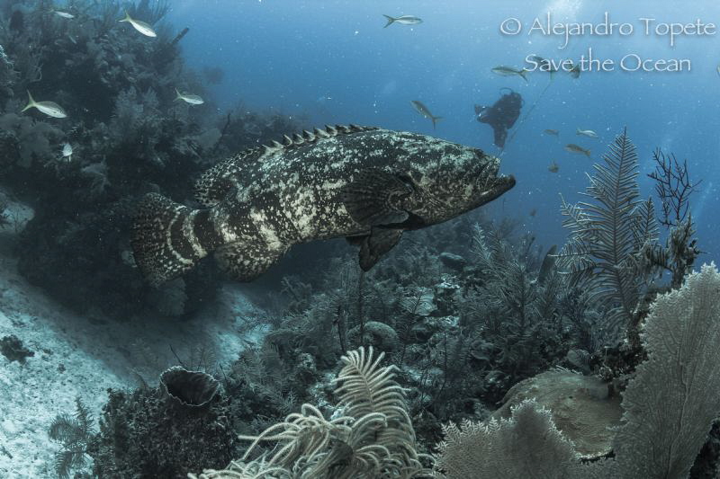 Goliat Gruper with diver, Gardens of the Queen Cuba by Alejandro Topete 