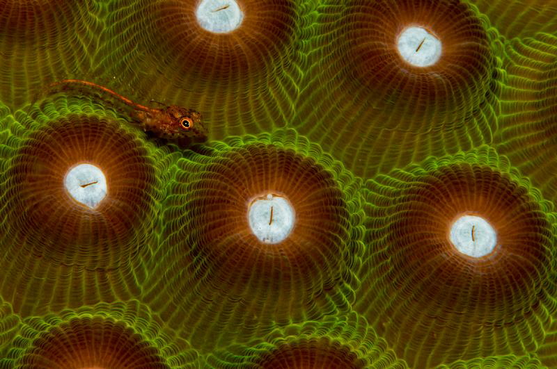 Emblemariposis at Something Special Bonaire by John Roach 