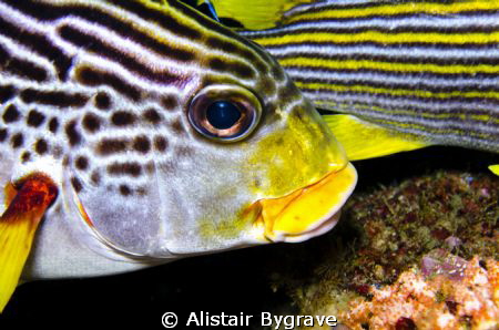 Diagonal banded sweetlips by Alistair Bygrave 