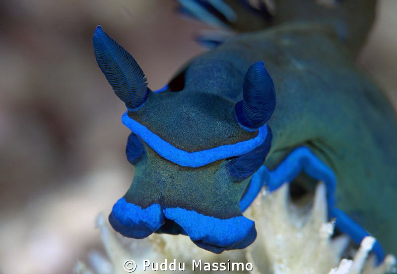 nudy,nikon D800e,105 macro,gangga island by Puddu Massimo 