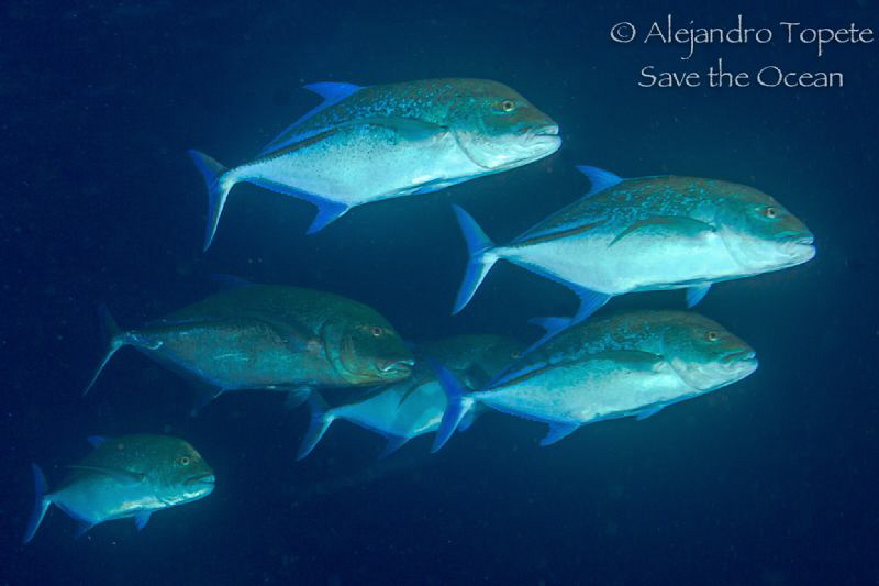 Blue Jacks on the Dark, Galapagos Ecuador by Alejandro Topete 
