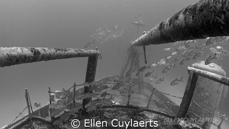 Horse Eyed Jacks at Ex-USS Kittiwake by Ellen Cuylaerts 