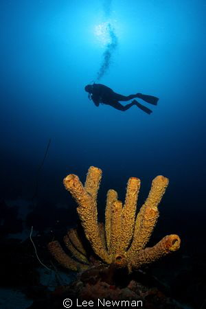 Shot with a Canon 7D in an Aquatica housing with a Tokina... by Lee Newman 
