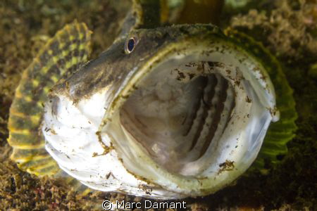 Staghorn Sculpin displaying! by Marc Damant 