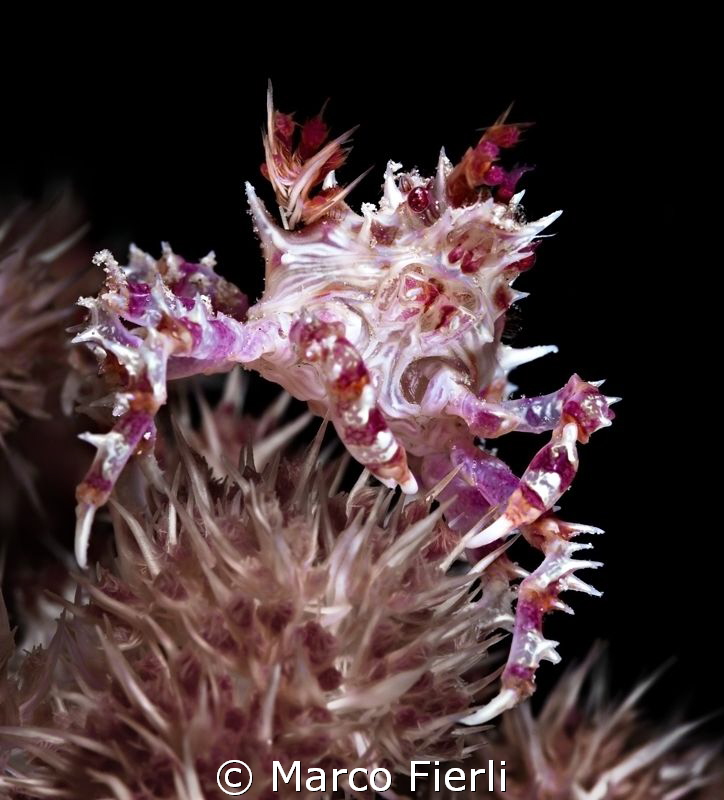 Soft coral Crab by Marco Fierli 