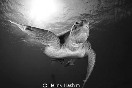 Red Sea , Egypt by Helmy Hashim 