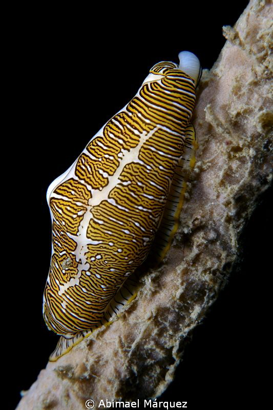 Fingerprint Cyphoma by Abimael Márquez 