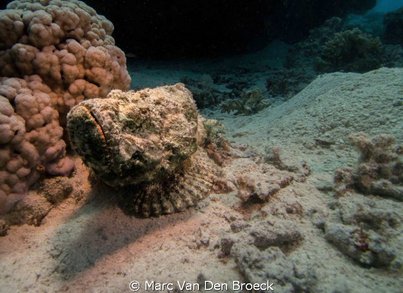 stone fish by Marc Van Den Broeck 