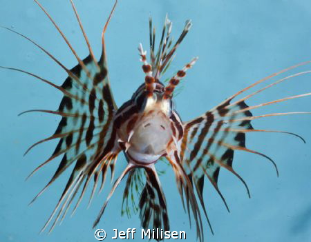 Unlike its relative that has become the scourge of the Ca... by Jeff Milisen 