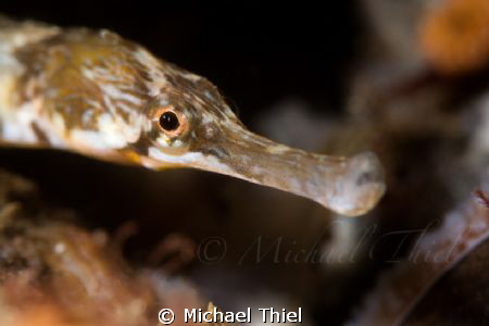 Pipefish by Michael Thiel 