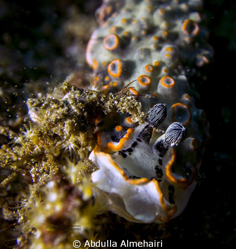 Macro by Abdulla Almehairi 