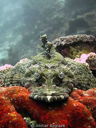 Flathead in Wakatobi by Alistair Bygrave 