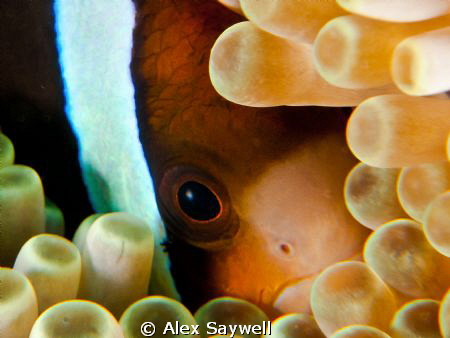 Shy eye by Alex Saywell 