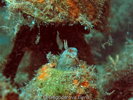 This blenny lives in u/w museum. by Blagodarova Elena 