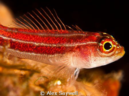 Gobying around, practicing using macro lenses for the fir... by Alex Saywell 