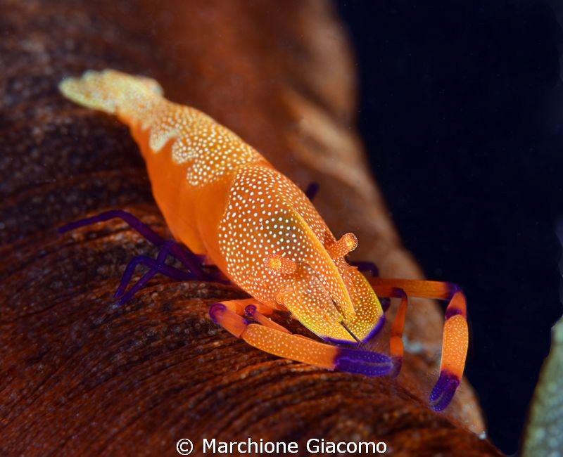Periclimens Imperator red color on sea cocumber
Nikon D8... by Marchione Giacomo 