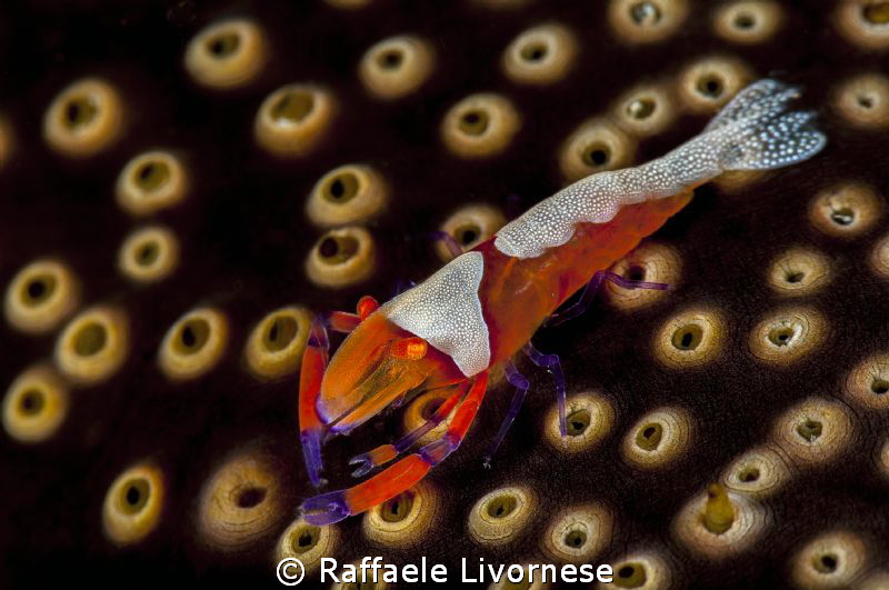 Emperor shrimp by Raffaele Livornese 