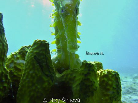sea horse by Niky Šímová 