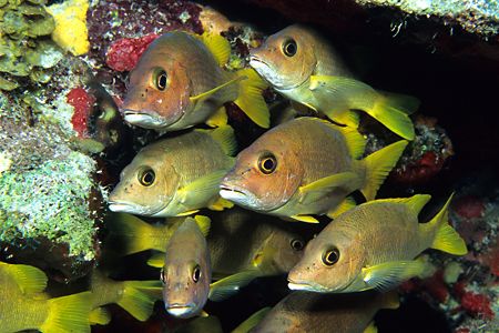 Ever get a dirty look from a fish? Taken on "The Strip" o... by Ian Brooks 
