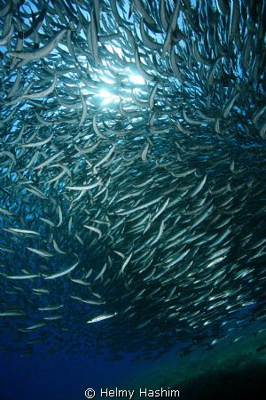 Red Sea, Egypt by Helmy Hashim 