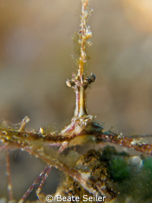 Decorator crab by Beate Seiler 