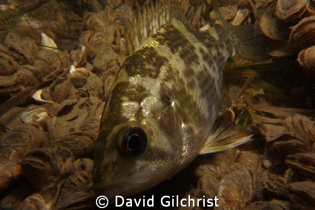 Rock Bass, Niagara River by David Gilchrist 