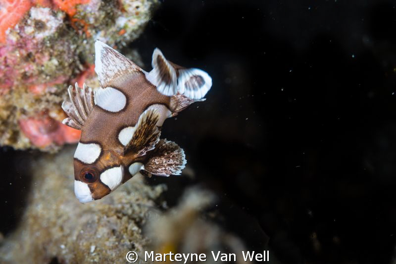 Harlequin Sweetlip doing its dance in Anilao by Marteyne Van Well 