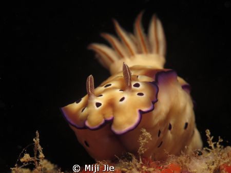 LEOPARD IN THE SEA. Chromodoris Leopardus. by Miji Jie 
