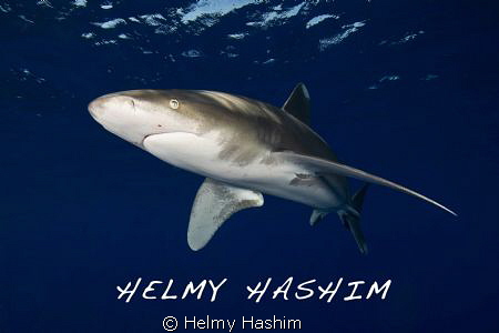 Red sea, egypt by Helmy Hashim 