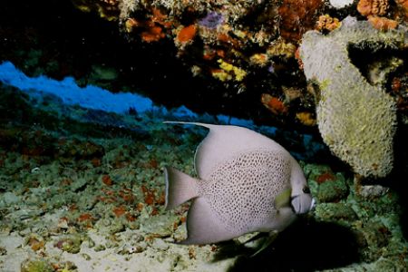 Gray Angel swims near the prop of a wreck. Taken off Arub... by Matthew Shanley 