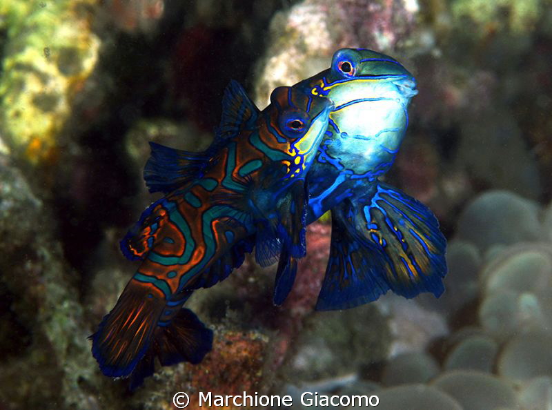 Couple of Mandarine fishes in copulation
Nikon d880E , 1... by Marchione Giacomo 