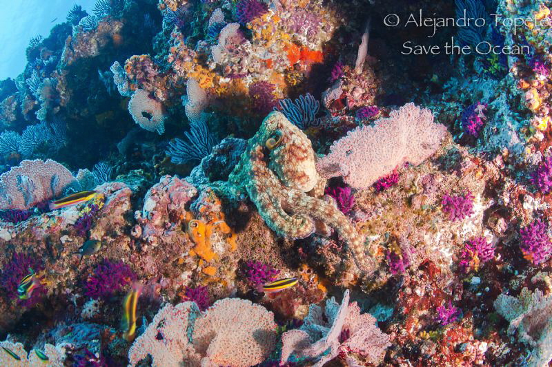 Octopus walking on the Reef, Puerto Vallarta Mexico by Alejandro Topete 