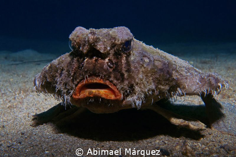 Shortnose Batfish by Abimael Márquez 