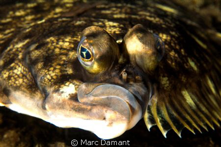 A face only a mother could love! Canon 100mm macro and av... by Marc Damant 