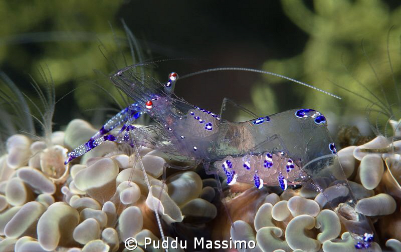 nikon D800e 105 macro,gangga island by Puddu Massimo 