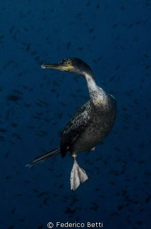 A cormorant staring at me during hunting activity. by Federico Betti 