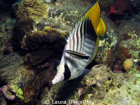 Threadfin butterflyfish at the cleaning station by Laura Dinraths 