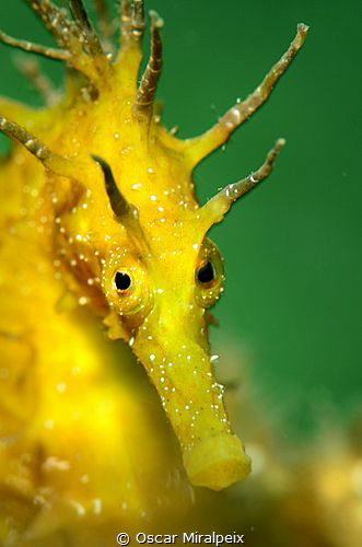 face to face with mediterranean seahorse by Oscar Miralpeix 