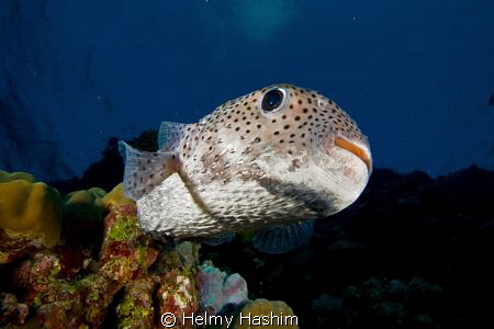 Red sea, Sudan by Helmy Hashim 