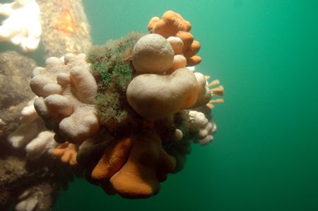 Dead mens fingers. Wreck of the 'Arizona' in the Firth of... by Grant Kennedy 
