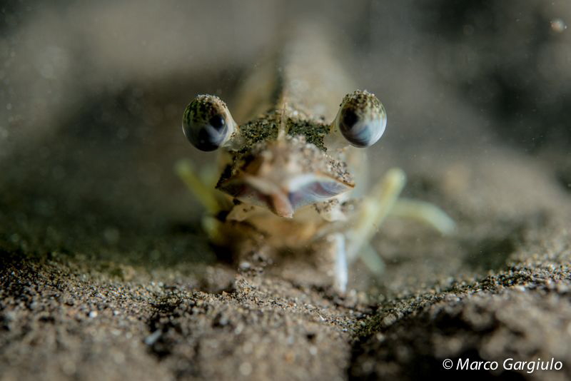 Look me! by Marco Gargiulo 