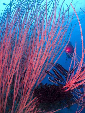 'Sea whips and a diver' from Walindi (PNG). Taken with Ol... by Istvan Juhasz 