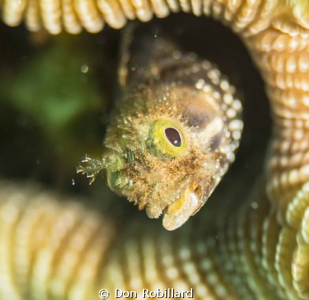 Playing with a new lens by Don Robillard 